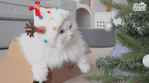 luv-cat:cats in christmas caps x