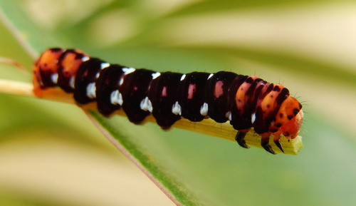 vengablood - end0skeletal - Lily Moth (Polytela gloriosae) and...