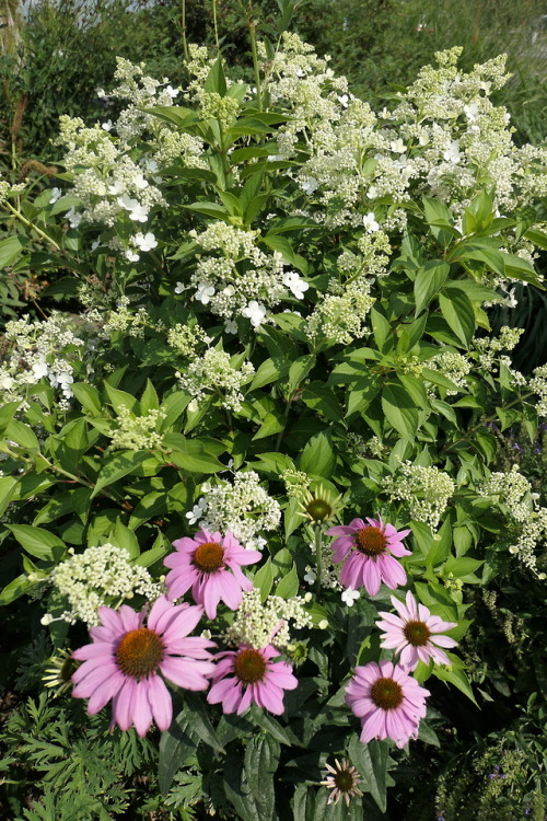 Hydrangea paniculata — panicled hydrangeaEchinacea purpurea — eastern purple coneflower a.k.a. hedge