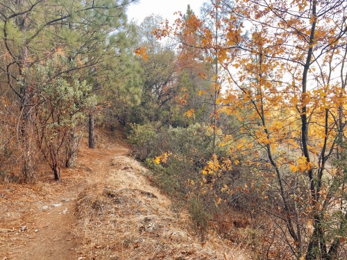 Autumn in gold country is full of gorgeous gold color in the trees. The end of the season was coming