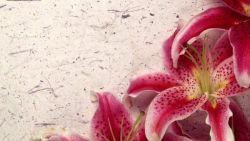 flowersgardenlove:  Decor Lily Beautiful