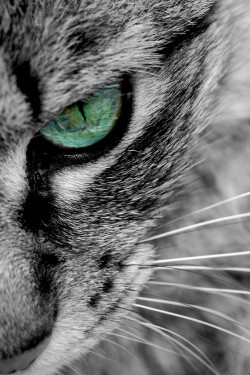 makxveli:  Cat's Eye by: (Sara S.)