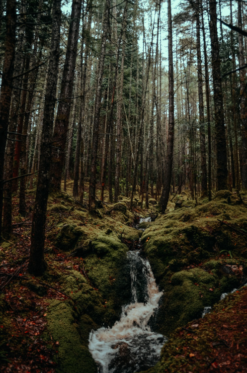 dr-pepsi:  carpe-noctvm:Glencoe Lochan II,