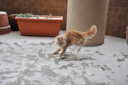 tastefullyoffensive:Jonesy the Cat’s First Time Playing in SnowPhotos by Elizabeth V. BourasWow, tha