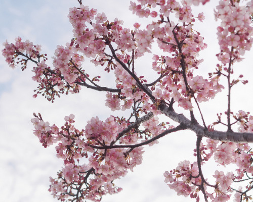 Early blooming sakura by kasa51 on Flickr.