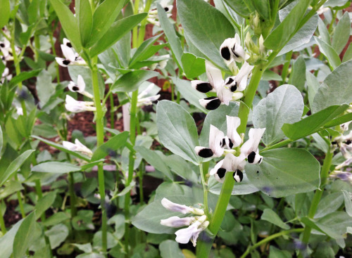 hqcreations:hqcreations:Harvesting My Fava Beans and GreensFava beans (aka broad beans) should be in