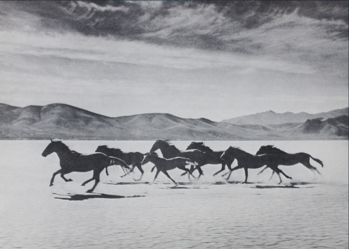 the-night-picture-collector:Gus Bundy, Wild Horses, 1950