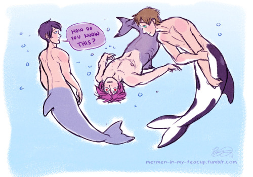 mermen-in-my-teacup:  If only it were that easy to calm Rin down like that. I love the fact that killer whales know that sharks go into a coma state when upside down so they just flip them over for fun sometimes. then eat them. 