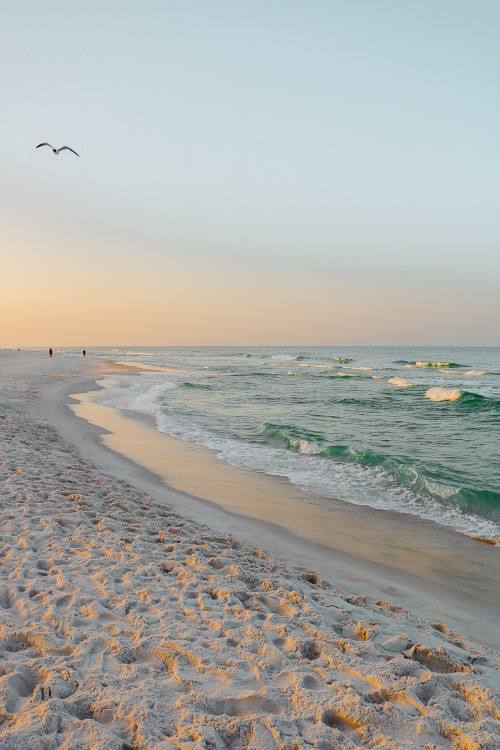 samlabrahams:
“inlet beach, florida
”