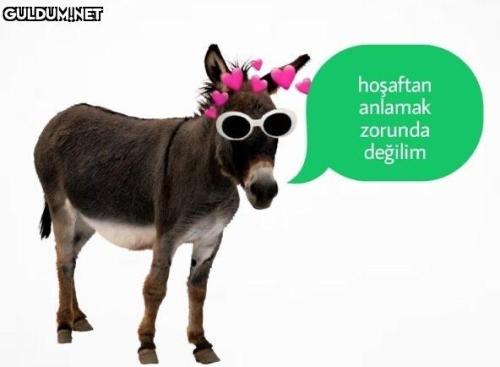 Donkey Meme Explore Tumblr Posts And Blogs Tumgir