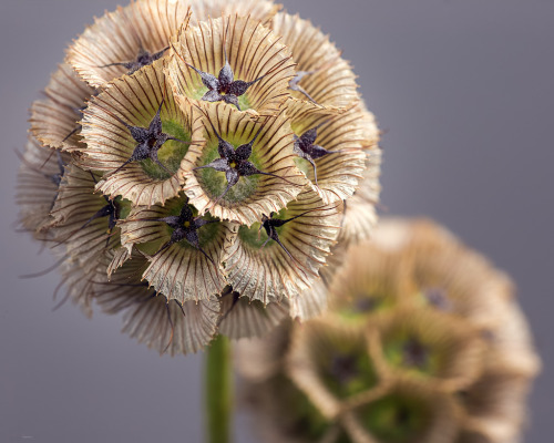 Scabiosa stellata, pincushion flower [OC] [4724 x 3779]