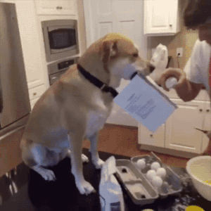 gifsboom:  Video: Guy’s Loyal Dog is Always by His Side