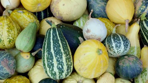 Gourd Selection.