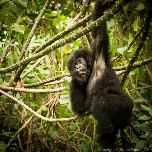 jenniferdioronline:  King of the Swingers by simonphotos