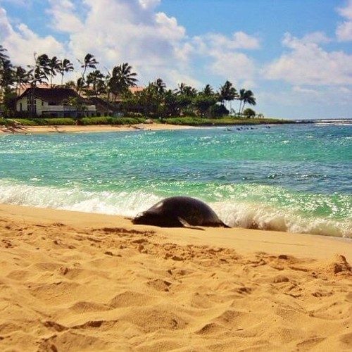 Take me back#kauai #monkseal #venturehawaii #hawaiianwithdrawals (at Kauai)