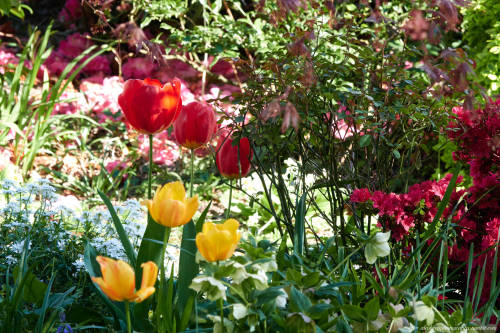 Cottage Garden