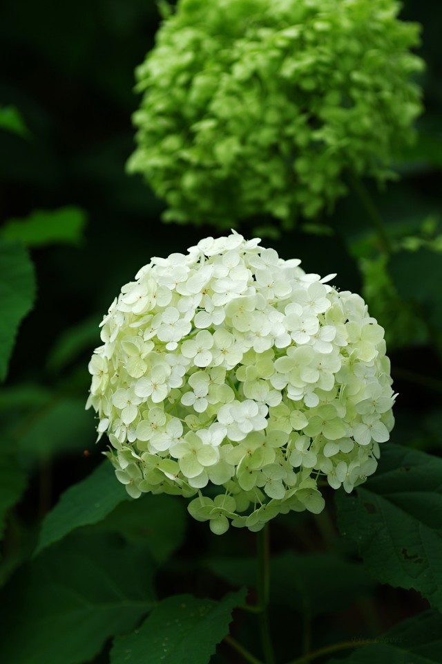 アナベル Explore Tumblr Posts And Blogs Tumgir アナベル Explore Tumblr Posts And Blogs Tumgir