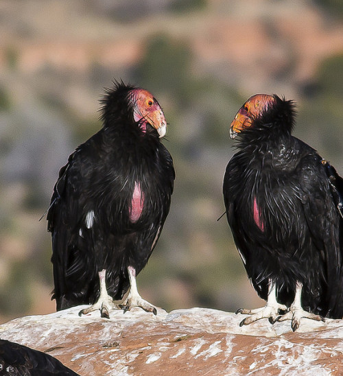 dendroica:California Condors by mypubliclands on Flickr.Photo Credit: Bob Wick, BLM