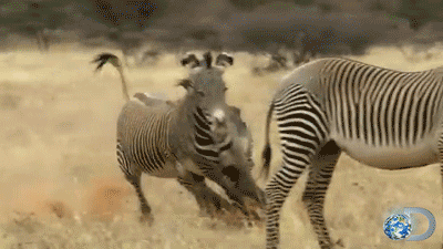 Porn Pics discovery:  Grevy’s zebras battle to separate