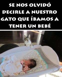 chilewebeopuntocom:  pobre gatito