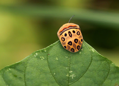 rhamphotheca:  scienceyoucanlove:  source Can someone please ID this little guy for me?  Of course I can… Picasso Shield Bug aka Zulu Hud Bug (Sphaerocoris annulus) These beautifully patterened true bugs (order Hemiptera, family Scutelleridae) are found