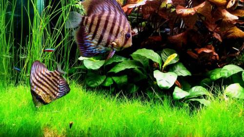 #discus #plantedtank #aquarium