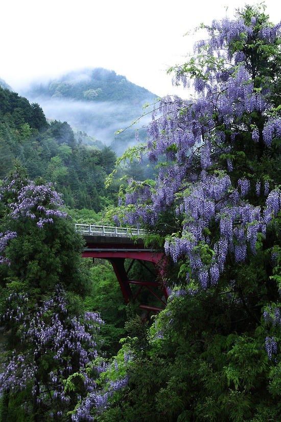 bluepueblo:  Wisteria, Kitayama, Kyoto, Japan photo via mamiko 