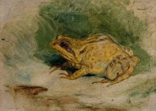centuriespast:Study of a FrogEdwin Henry Landseer (1802–1873)Victoria and Albert Museum