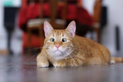 cute-overload:  My friend’s cat, full-derp and extra cute!http://cute-overload.tumblr.com