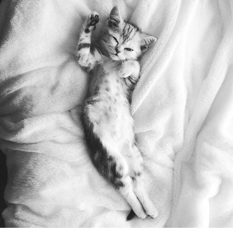 friendly-animals:  friendly-animals:  (Source)  Follow Our New Instagram: animals_lovers_ig (: