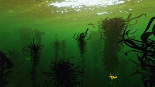entreri: Subnautica » Kelp Forest  