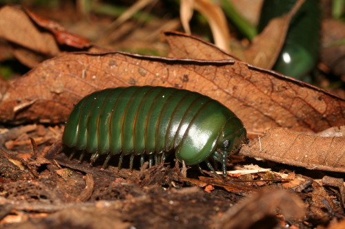 bogleech:deadmothh:  onenicebugperday:onenicebugperday:Giant green pill millipede, Zoosphaerium neptunus, SphaerotheriidaFound only in Madagascar, this species is the largest pill millipede in the world, sometimes reaching almost 4 inches in length.Photos