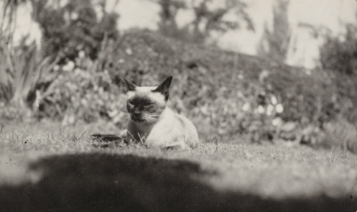 speciesbarocus:A cat named Sappho (1947).&gt; Photos by Virginia Woolf.