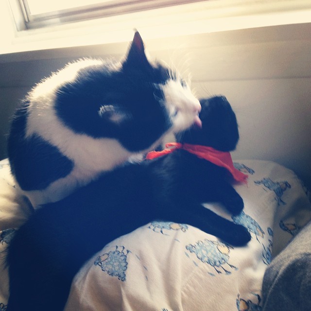 Cleo giving Lucy a bath. :) #cats #kitten #cute #bathtime #love