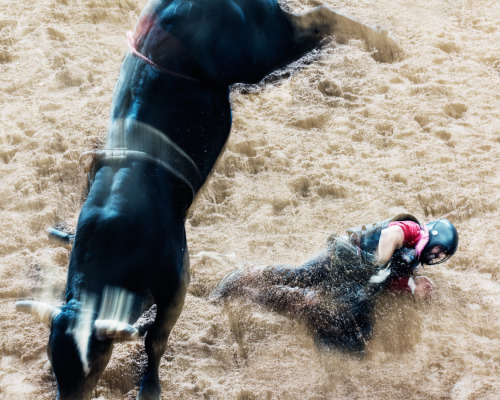 thomasprior:  Bull outtakes II