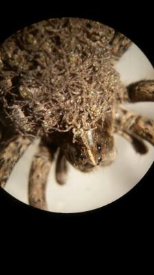 buggirl:  Georgia, the wolf spider, and her