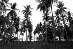 derekdelacroix:Palm Trees Thailand