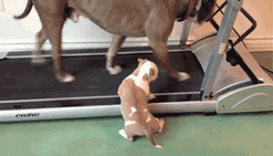 kiggor:  This pit bull puppy has the eye of the tiger 