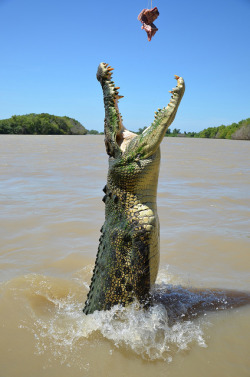 thepredatorblog:  A beautiful sight - Northern Territory (by Spectacular Jumping Crocodile Cruise) 