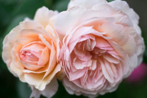 oldandenglishroses:A Shropshire Lad, English Rose