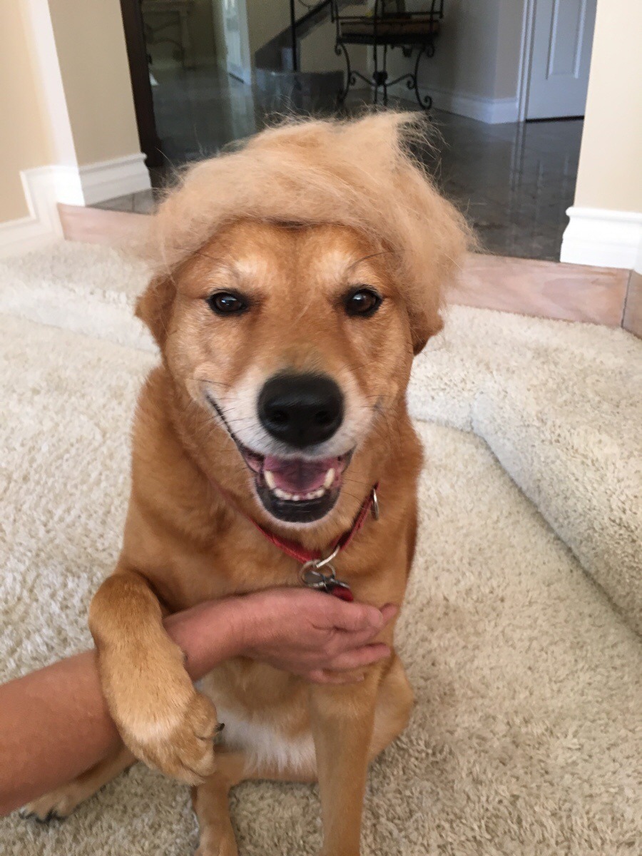 awwww-cute:  My dog sheds a lot, so we made a wig for her. We think she should run