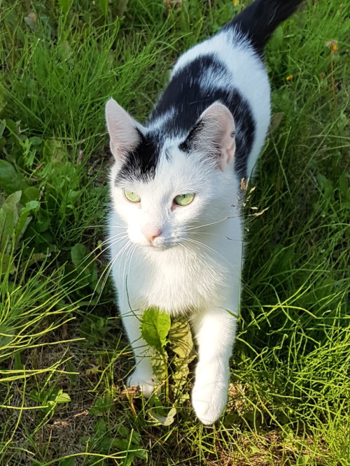 kittykittykittykittykitty:sylvasas-cats:I ran into this cat today and it decided to model for meBeau