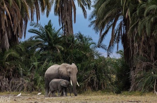 sandylamu: Amboselli, Kenya, Photo Andrew Beck