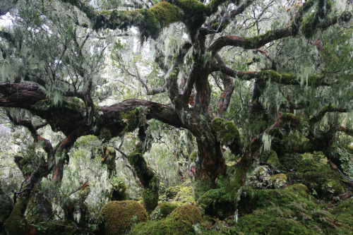 quiet-nymph:Photography by Tuatapere Hump Ridge Track on Flickr