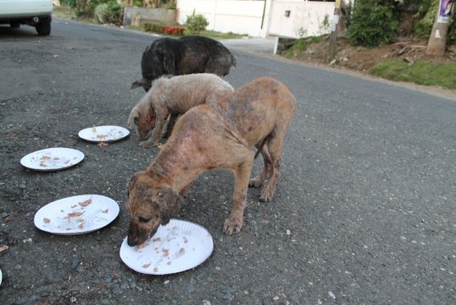 angelclark:  Curious Father Finds Out His Son Secretly Tends Starving Dogs http://noarmycanstopanidea.com/curious-father-finds-out-his-son-secretly-tends-starving-dogs/ A curious father was left stunned after discovering where his young son was going