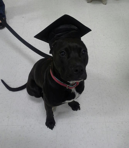 merosse:  my brother’s dog graduated from beginner education obedience school i’m