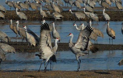 Sandhill Crane Migration Travel to the Platte River in Nebraska around this time of year, and you co