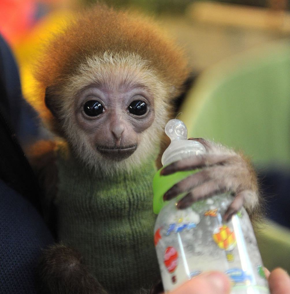 wildlifediary:  thebabyanimals  