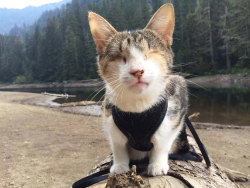 krystipryde:  janemba:  podencos:  blackmorgan:  Meet Honey Bee, The Rescued Blind Cat Who Loves HikingMeet Honey Bee, a blind cat from Fiji with a beautiful spirit and a  wonderful message of hope. Once upon a time Honey Bee lived at an animal  shelter