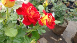 One of the beautiful roses from this nursery i visited today.